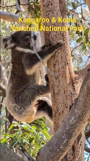 Kangaroo and Koala | Yanchep National Park #perth #australia
