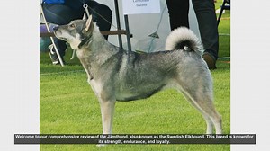 Jämthund (Swedish Elkhound) Review: Pros and Cons of This Energetic Breed