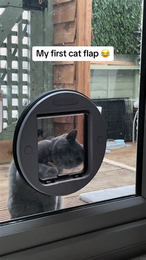 Cat flap fail 😂🤦🏻‍♂️ #fyp #cat