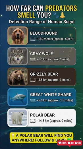 Think You’re Hidden? Nature’s Ultimate Trackers Can Smell You From MILES Away! 👃🐾