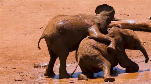 4.5K views · 33 reactions | Did you know that baby elephants are some...
