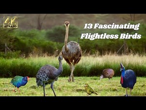 Flightless Birds: Grounded Wonders, Unique Species, and Fascinating Facts