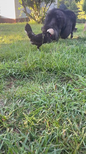 Do not mess with Daisy while she’s eating. #badnews #damfarm #petpig #potbellypig #pig #hungry #alwayseating #animals #farmanimals #funny #farmliving #everyday #farmlife | The Dam Farm