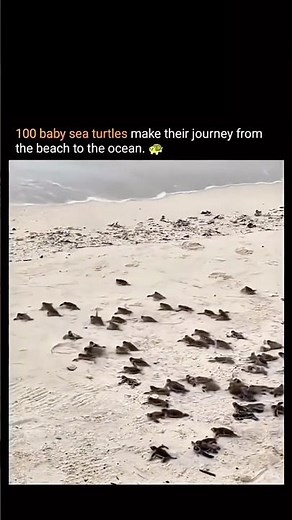 100 baby sea turtles make their journey from the beach to the ocean. 🌊