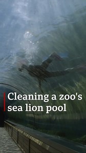 643K views · 593 reactions | How do you clean the inside of a sea lion pool? Grab a brush and jump in with them! Watch Zoo Mum - Our Lives, on BBC iPlayer now: https://bbc.in/3ihaS9y | BBC Norfolk | Facebook