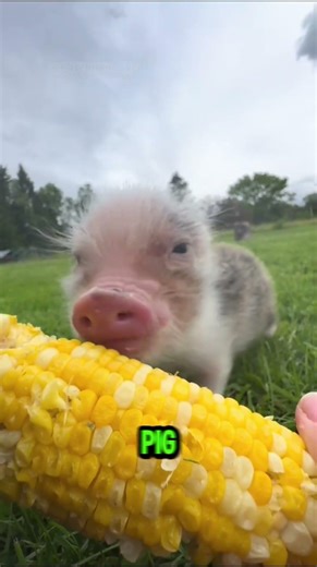Tiny Pig Outlaws of the Barnyard 🐷🤠 #cute #funny #animals #cutepets#denzelwashington