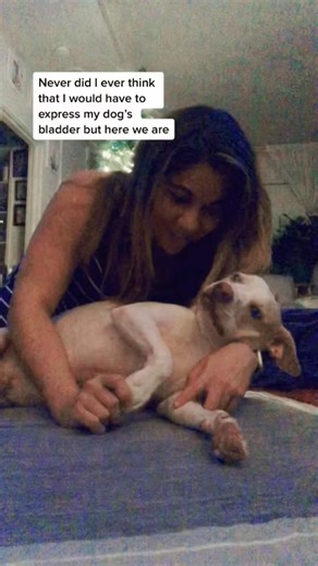 8 Weeks Into IVDD: My Dog’s Bladder Expression Routine Started to Click