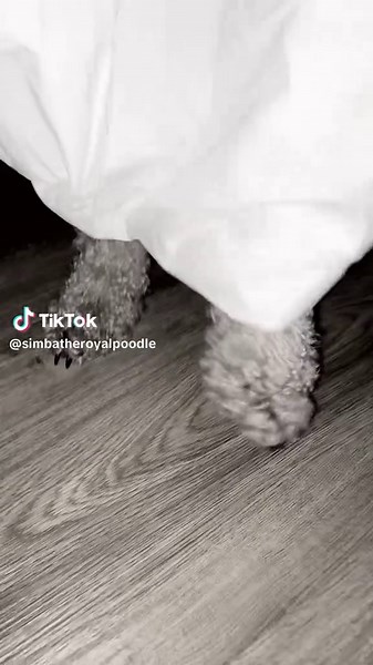 Spooky Halloween Fun: Dog Costumes and Treats