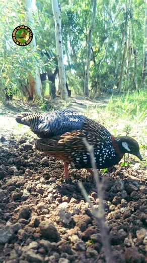 Kala Teetar Dust Bath Secret! Healthy & Happy Bird #kalateetar #shorts #foryou