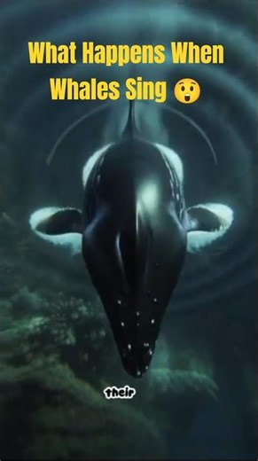 What Happens When Whales Sing Underwater?#whales #ocean