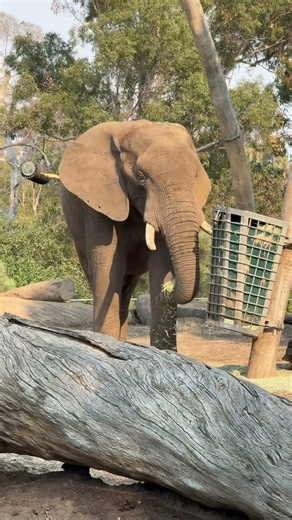 Gentle giant enjoying a peaceful meal at the San Diego Zoo. #Elephant #SanDiegoZoo #Wildlife