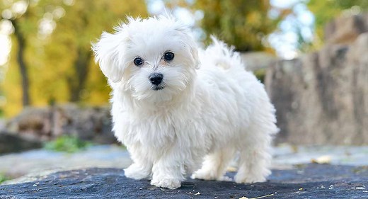 Maltese Lifespan - How Long Can Maltese Dogs Live?
