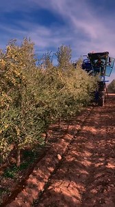 Olive 🫒 Harvester Braud 9090X in Action in Murica Spain ｜｜ Made By New Holland ｜｜ #shorts | Mark Gui