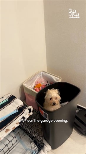 25K views · 406 reactions | Why is she salsa dancing in there 藍 #Dog #DogLife #MessyDog #Fail | The Pet Collective | Facebook