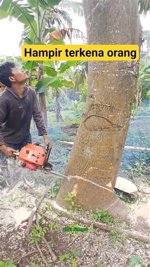 #viral detik detik kayu randu tumbang hampir mengenai orang ambil rumput