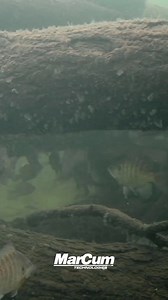 MarCum Technologies on Reels