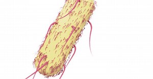 Septicemia: o que é, as causas e os sintomas