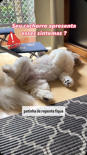 Aqui não consigo controlar. Molly é a que mais apresenta esses sintomas, agora que o frio chegou então… socorro! 😂 E por aí? Já notou algum desses sintomas? . . . #cachorrofeliz #meucachorro #amocachorros #meme #cachorroétudodebom #meucao #preguiçaboa #cachorrofofos #amocachorros #cachorrofeliz #fofurapet | Molly e Max
