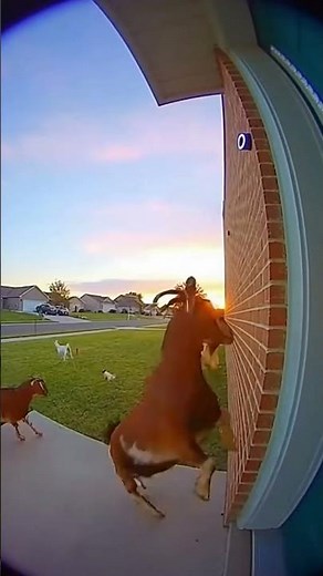 Ding Dong! Mischievous Goats Pull a Perfect Prank 🐐💨🔔💛❤️😳