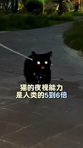 Unveiling the Secrets of Cat's Perception of Human Intimacy