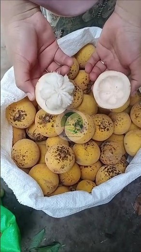 Seperti inilah isi dari buah kecapi