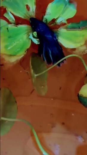 Betta fish sleep #bluebettafish #aquariumfish #bettafishuae #freshwaterfish