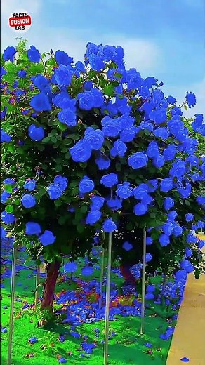 The Mystery of Rare Blue Roses 🌹💙 | Do They Really Exist? #facts #garden