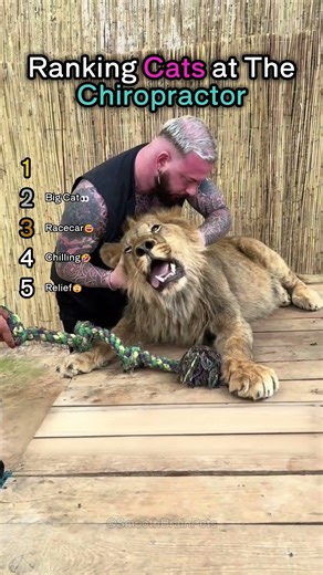 Ranking Cats at The Chiropractor😆