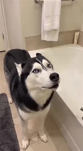 Husky's Reluctance to Shower