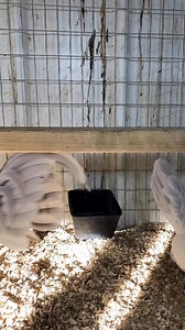 5.5K views · 154 reactions | Self Blue brood pens | Roger Robinson | Facebook