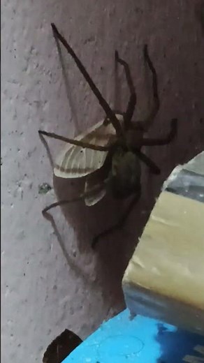 Spider Catching and Eating a Butterfly | Incredible Macro Nature Footage