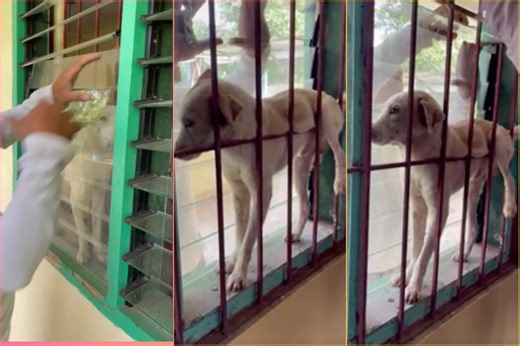 'Na para bang exhibit sa museum': Unexpected dog rescue in classroom in Butuan captured on cam