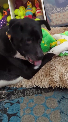 Dog destroys a brand new stuffed toy birthday gift! #toydestruction #dogtoys