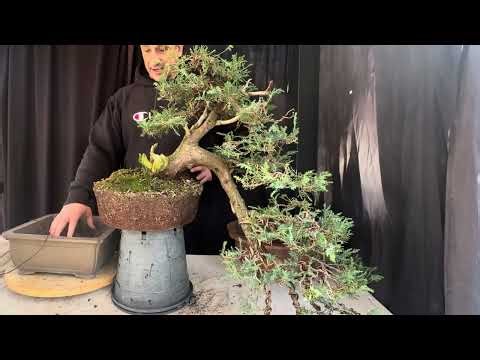 Repotting an Old Juniper Cascade Bonsai 🌿 | How to Do It Correctly (Step-by-Step Guide)
