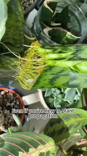 Easy snake plant propagation #plants #garden #gardening101 #indoorplants #snakeplant | Gardeningideas