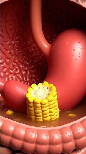 3D Corn Digestion Breakdown –Real Human Organs Showing How Corn Travels Inside the Body🌽 @#eatsmart