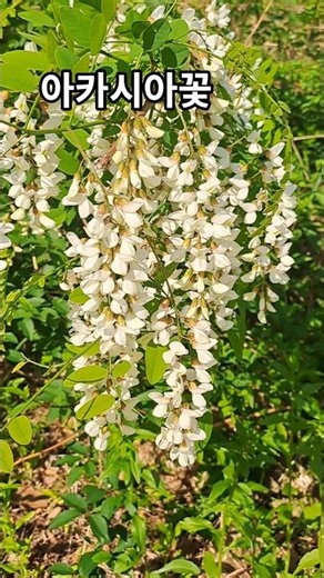 아카시아꽃 Acacia Blossom アカシアの花 | 꽃말 : 우정, 숨겨진 사랑