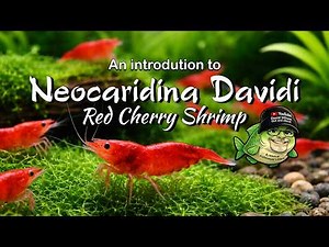 An introduction to Red Cherry Shrimp (Neocaridina davidi)