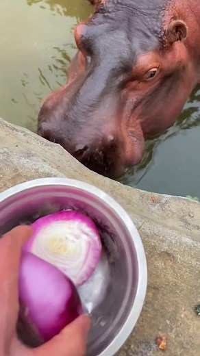 Hippo__House on TikTok