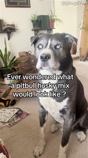 Ever Wonder What a Pitbull Husky Mix Looks Like? || ViralHog