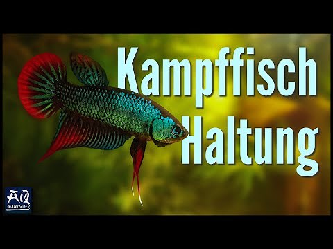 Betta fish care and maintenance in the aquarium | AquaOwner
