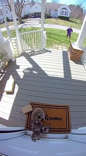 Wildlife Expert Reveals Top Tips for Dealing with Raccoons at Your Doorstep