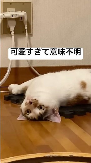 我が家の猫が可愛すぎる #保護猫 #猫のいる暮らし