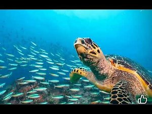 Celi Yang explain why Bitnest is scam