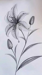 Artist 🎨 | Amazing Realistic Pencil flower drawing, beautiful flower Drawing for beginners # pencil flower# drawing # Art work # beautiful #Instagram... | Instagram