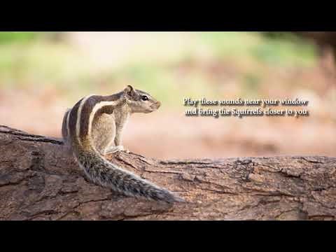 Indian Palm Squirrel Sounds | Squirrel Voice | Find and call Indian Squirrel