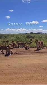 922K views · 19K reactions | Samburu national park is of one the game parks in the country, which has incredible biodiversity, and it is a home to a wide array of wildlife species. Inbox us for more...sales@gatorstoursandsafaris.com #womensafari #safari #gatorstep #tripadvisortravellerschoice #usareels #budgetsafari #travelphotographyoftheday #travelagent #travelblogger #coupletravel | Gators Tours and Safaris | Facebook