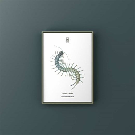 Illustration of the Aztec Blue Centipede (Scolopendra Aztecorum) by The Silk Ranch / Mingo Art #fyp #fypシ #centipede #centipedesoftiktok #scolopendra