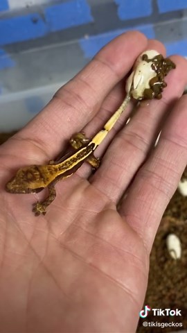 Crested Gecko Hatching in Hand