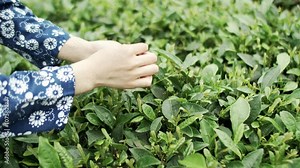 4k real shot hands on tea picking process